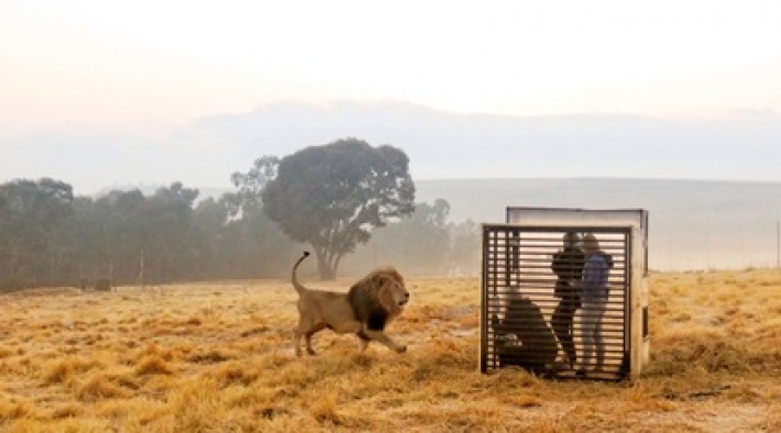 Зоопарк наоборот: в Южной Африки людям приходится сидеть в клетке, чтобы посмотреть на львов