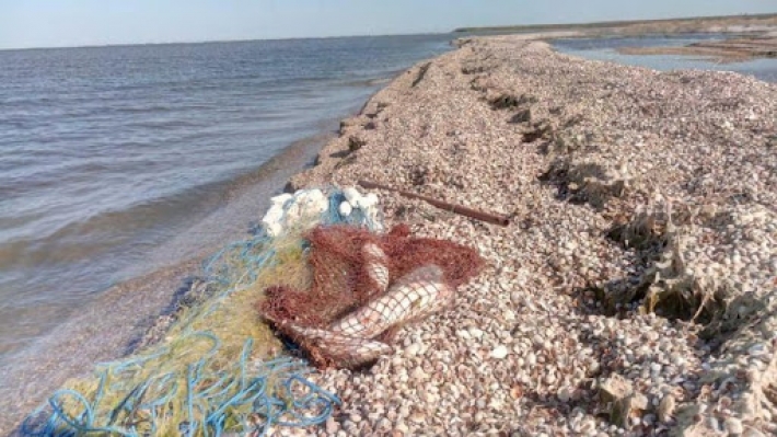 Медузы испортили бизнес браконьеров в Азовском море (видео)
