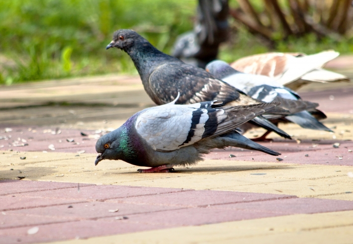 В Мелитополе голубь нашел "золотую жилу" в неожиданном месте (видео)