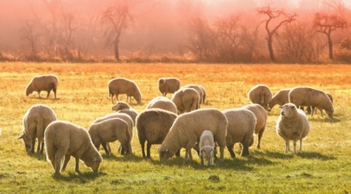 Стадо овец помогло фермеру трогательно почтить память покойной родственницы: фото