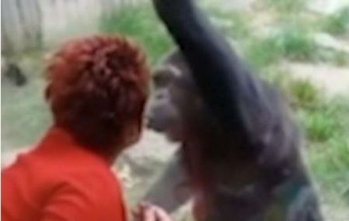 Женщине запретили посещать бельгийский зоопарк из-за ее романа с шимпанзе (видео)
