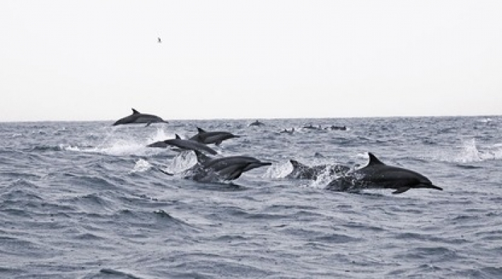 Стая дельфинов помогла спасти мужчину, который потерялся в холодном море