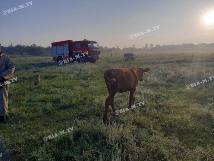 В  Мелитопольском районе теленок провалился в  колодец  (фото)
