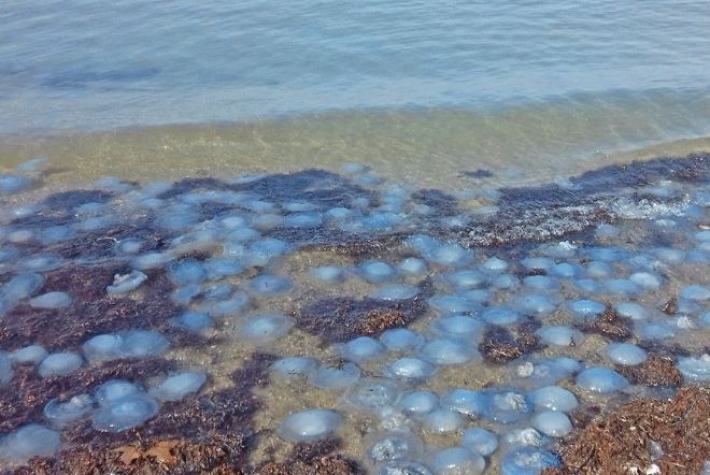 Ученые дали прогноз по нашествию медуз в Азовском море и назвали причины роста популяции