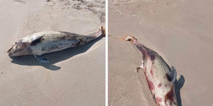 В Бердянске на берегу нашли мертвых дельфинов (фото18+)