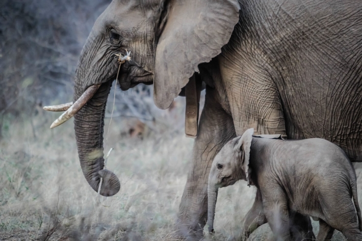 На Шри-Ланке впервые за 80 лет родились необычные слонята: как они себя чувствуют