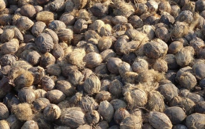 В Украину завезли опасные орехи, вызывающие рак: как они выглядят