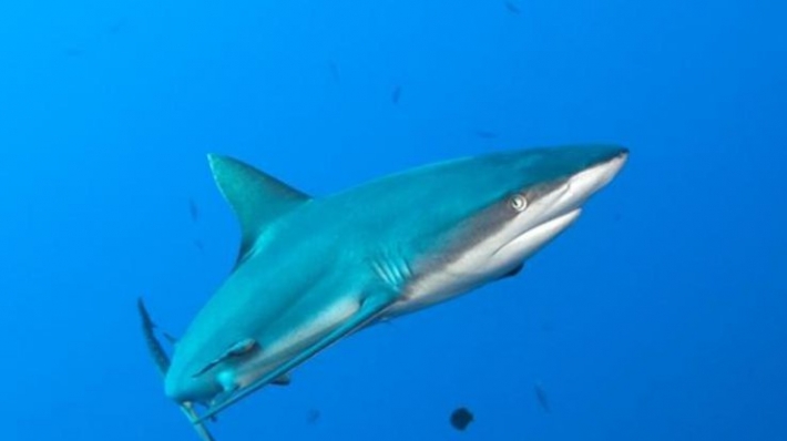 В Австралии акула растерзала серфера
