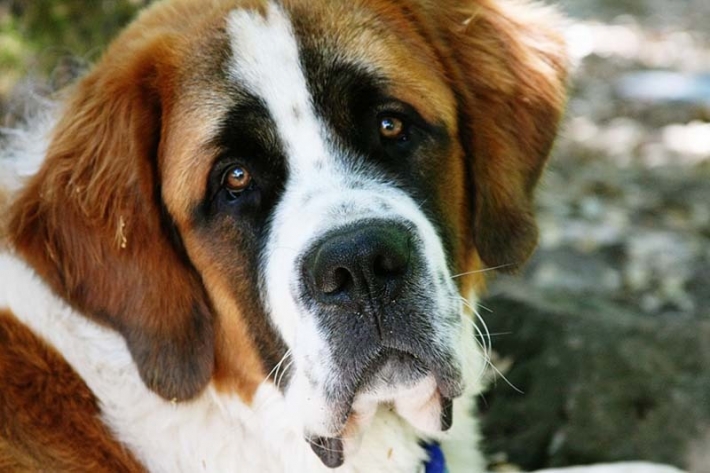 В Мелитополе срочно ищут хозяев для породистой собаки (видео)