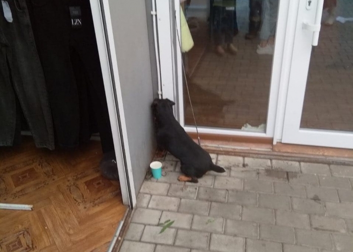 В Мелитополе на Центральном рынке помощь спасателей потребовалась коту и собаке (фото)