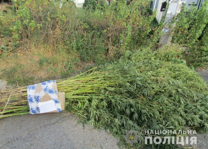В Запорожской области в частном доме обнаружили плантацию конопли