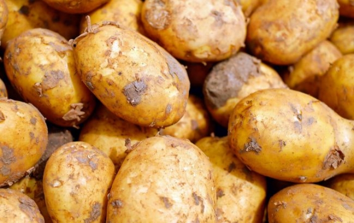 Фермеры развеяли панику по поводу дефицита картофеля в Украине: какими будут цены