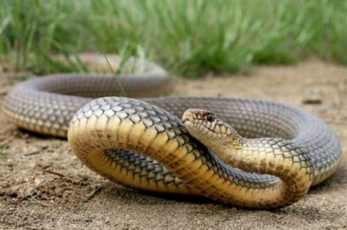 После укуса змеи: в Ровенской области женщина лежит в реанимации
