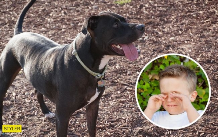 В Херсоне бойцовский пес терроризирует людей: хозяйка командует собаке "фас"
