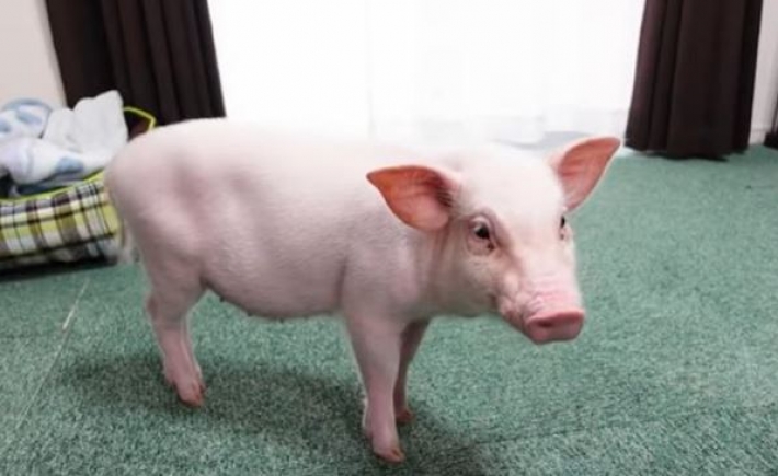 Женщина вела блог о своей свинье, а потом ее съела (видео)