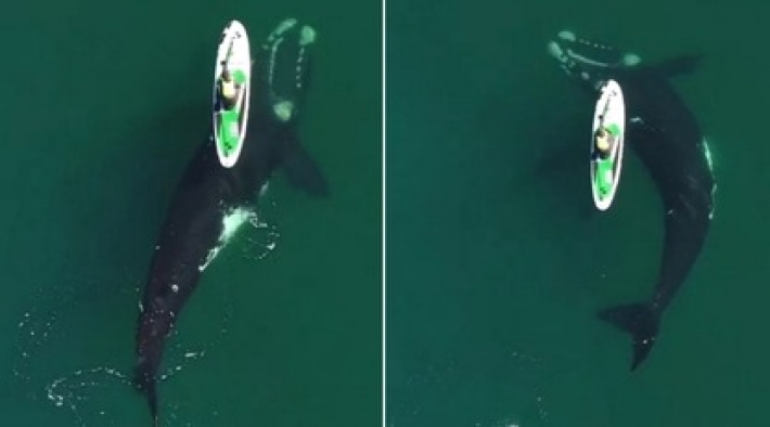 20-метровый кит поигрался с крошечным сапбордом, а фотограф снял лучшее видео в своей жизни - вот оно
