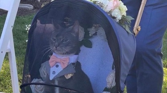 Кот пришел на свадьбу хозяев в костюме и с чересчур серьезной мордочкой - теперь он звезда в сети и дон Котлеоне