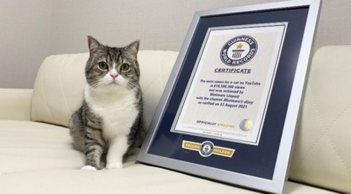 Самый популярный кот в YouTube угодил в Книгу рекордов Гиннеса - таким просмотрам позавидует любой блогер