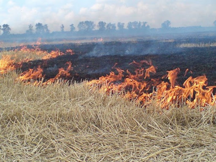 Мелитопольца привлекли к ответственности за выжигание стерни на полях в Херсонской области (фото, видео)