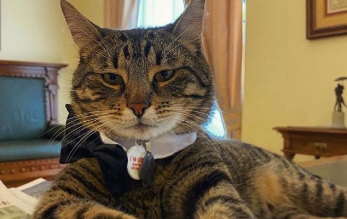 Во Львове нашли сбежавшего из горсовета "кошачьего мэра": воля аукнулась животному травмой