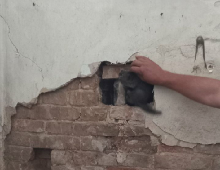 В Мелитополе спасатели разобрали стену, чтобы достать котят (фото)