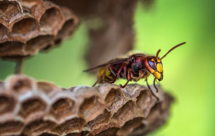 На Буковине после укусов шершней умерла женщина: что делать при нападении насекомых