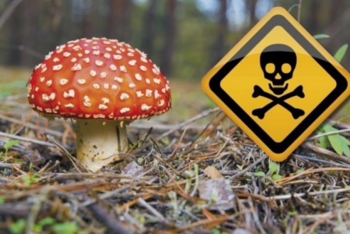 В Запорожской области десять человек отравились грибами