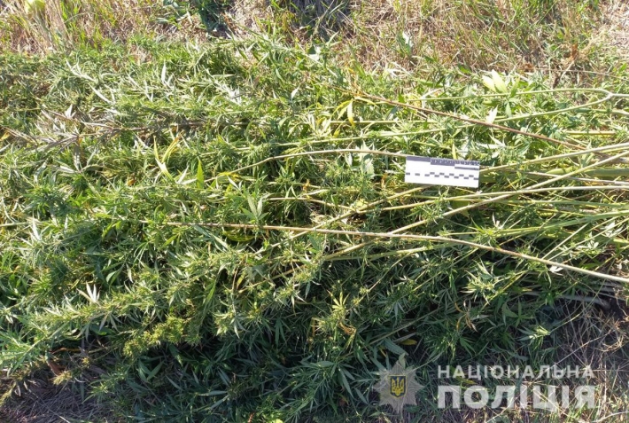 В Запорожской области обнаружили плантацию из 80 кустов конопли