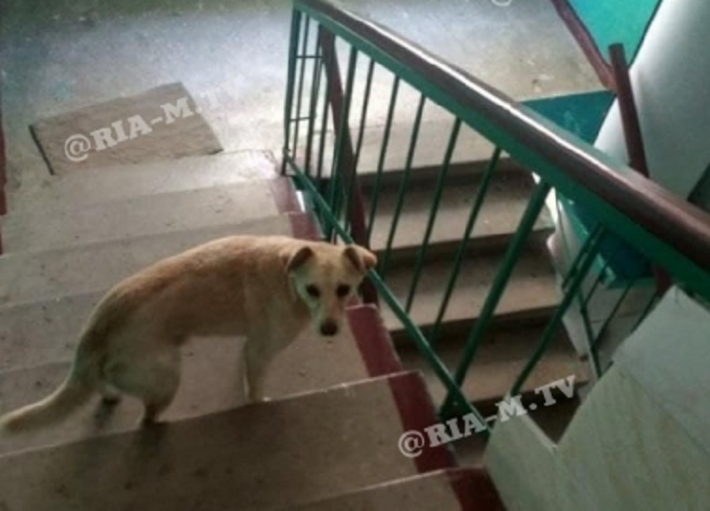 Бродячая собака в Мелитополе набросилась на ребенка (фото)