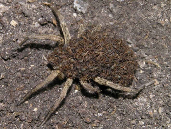 В Запорожье ядовитый паук с детенышами шокировал горожан (фото)