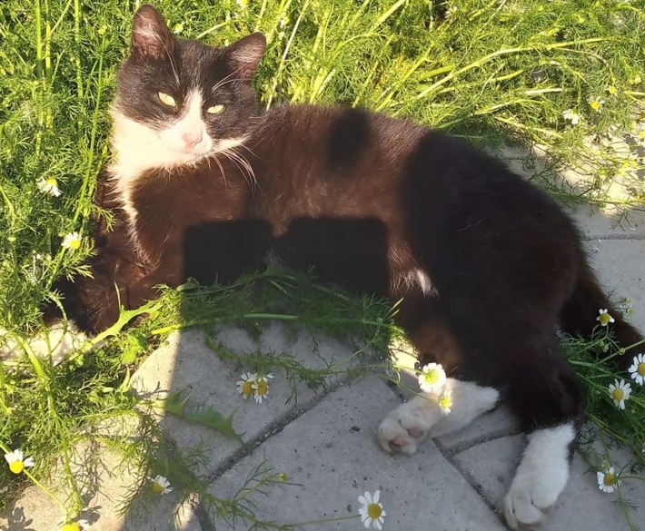 В Мелитополе пропал черно-белый кот с травмой челюсти