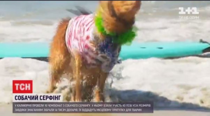 В Калифорнии определили лучшего собаку-серфингиста (видео)