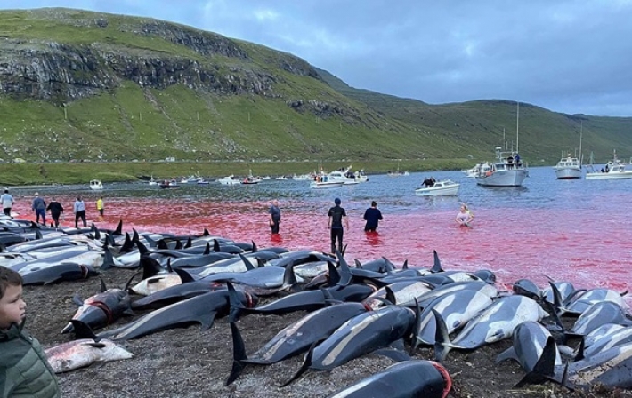 Кровавая вода: на Фарерских островах за ночь убили 1500 дельфинов (фото, видео)
