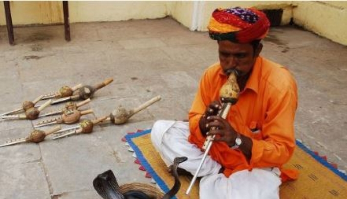 В Индии арестованы заклинатели змей, которые грабили людей, пугая их рептилиями