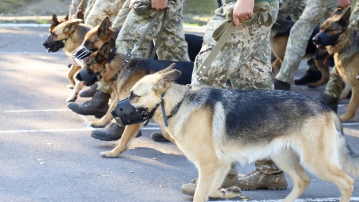 В Запорожье пропала армейская служебная собака (фото)
