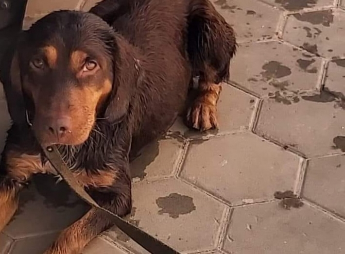 В Мелитополе потерялся чудо-пес - ему срочно ищут хозяина