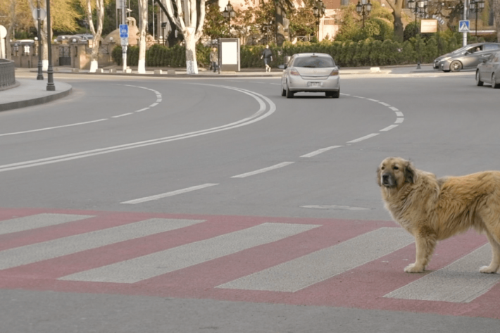 В Мелитополе запечатлели пса, с которого стоит брать пример (видео)