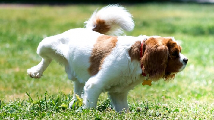 В Мелитополе в парке собака "пометила" самокат - реакция хозяина удивила