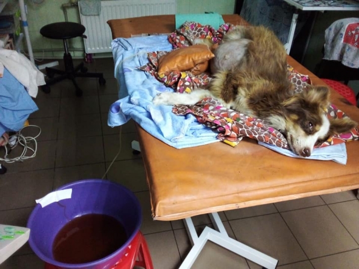 В Мелитополе собаку избили, а затем "лечили" уколами под кустом (фото 18+)