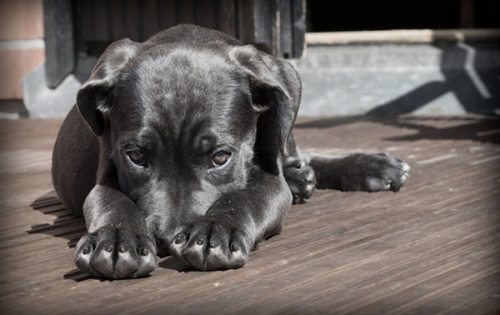 В Бразилии суд позволил собакам претендовать на моральную компенсацию