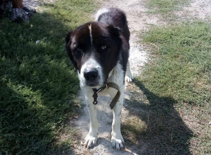 В Мелитополе потерялась крупная породистая собака (фото)