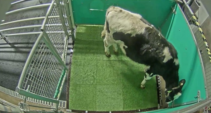 Приучили коров к туалету: в Германии придумали, как уменьшить выбросы парниковых газов