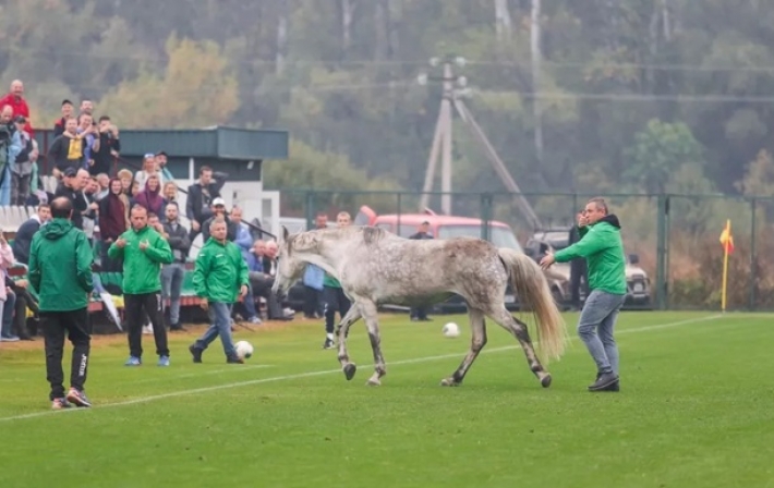 Полтавские животные пытались сорвать матч дефлимпийцев (видео)