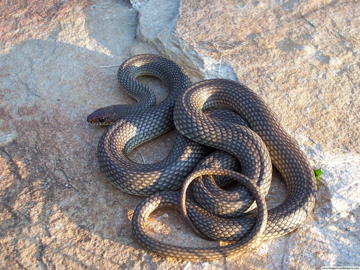 В Мелитополе большая змея напугала жителей многоэтажки