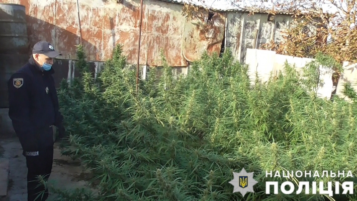 В Мелитопольском районе полицейские обнаружили двухметровые заросли конопли (фото)
