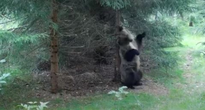 Танцующий "Ламбаду" медведь стал героем курьезного видео