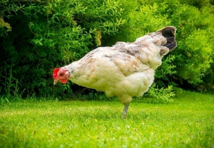 В Запорожской области у женщины украли курицу и она вызвала полицию