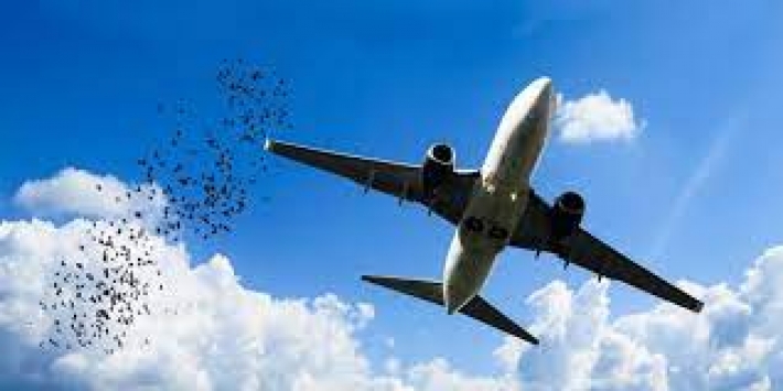 Пассажир самолета снял попадание птицы в двигатель