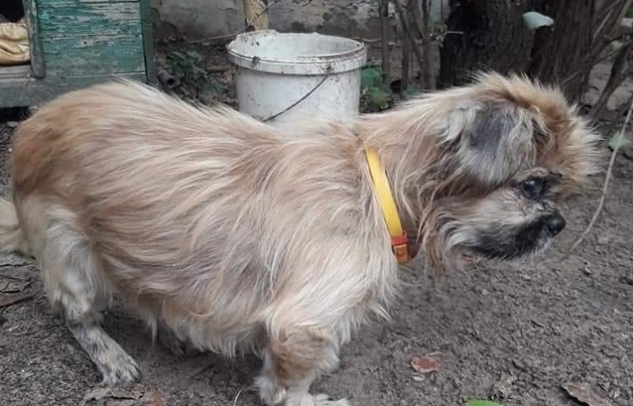 В Мелитополе потерялась собака - у животного проблемы с глазами (фото18+)