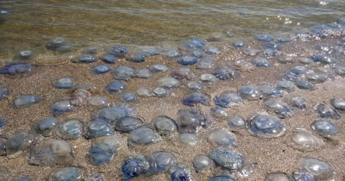 Море в Кирилловке сняли с высоты - вода кишит медузами